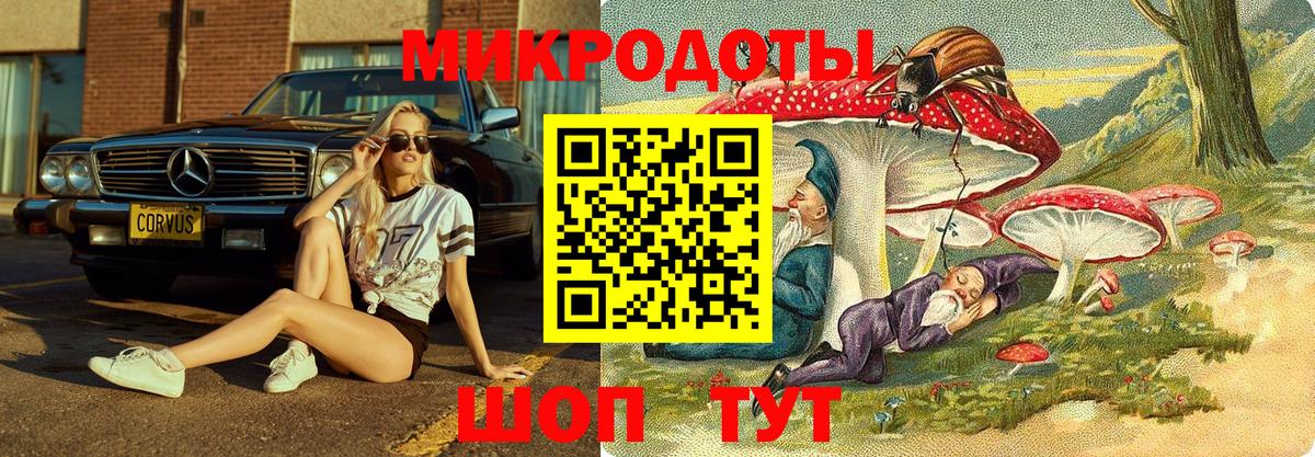 Псилоцибиновые грибы Psilocybe Зеленогорск