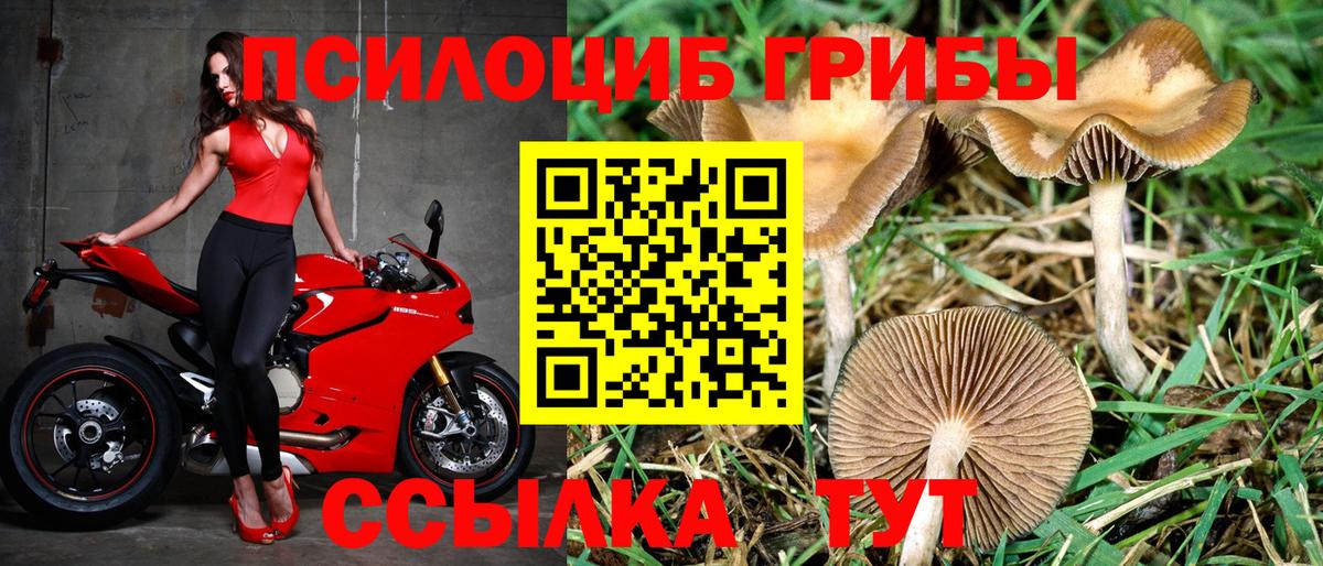 Зеленогорск  Псилоцибиновые грибы Psilocybe  Псилоцибиновые грибы мухоморы  где продают наркотики  Вход с VPN 